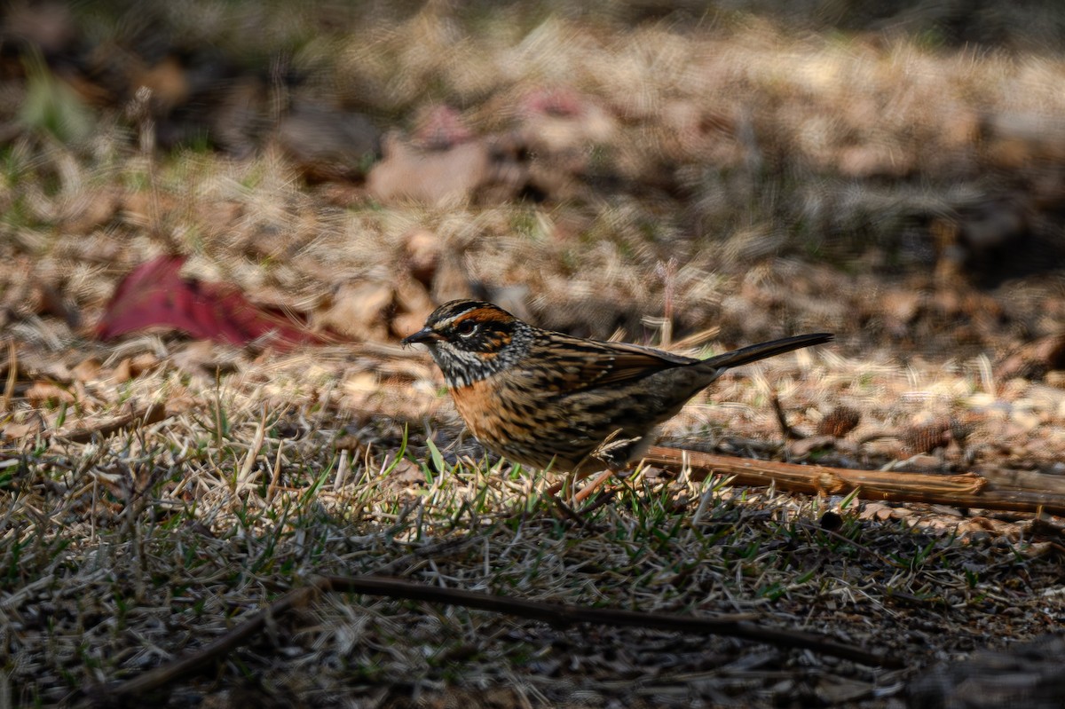 Rufous-breasted Accentor - ML618011515