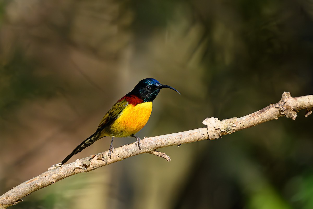 Green-tailed Sunbird - Sudhir Paul