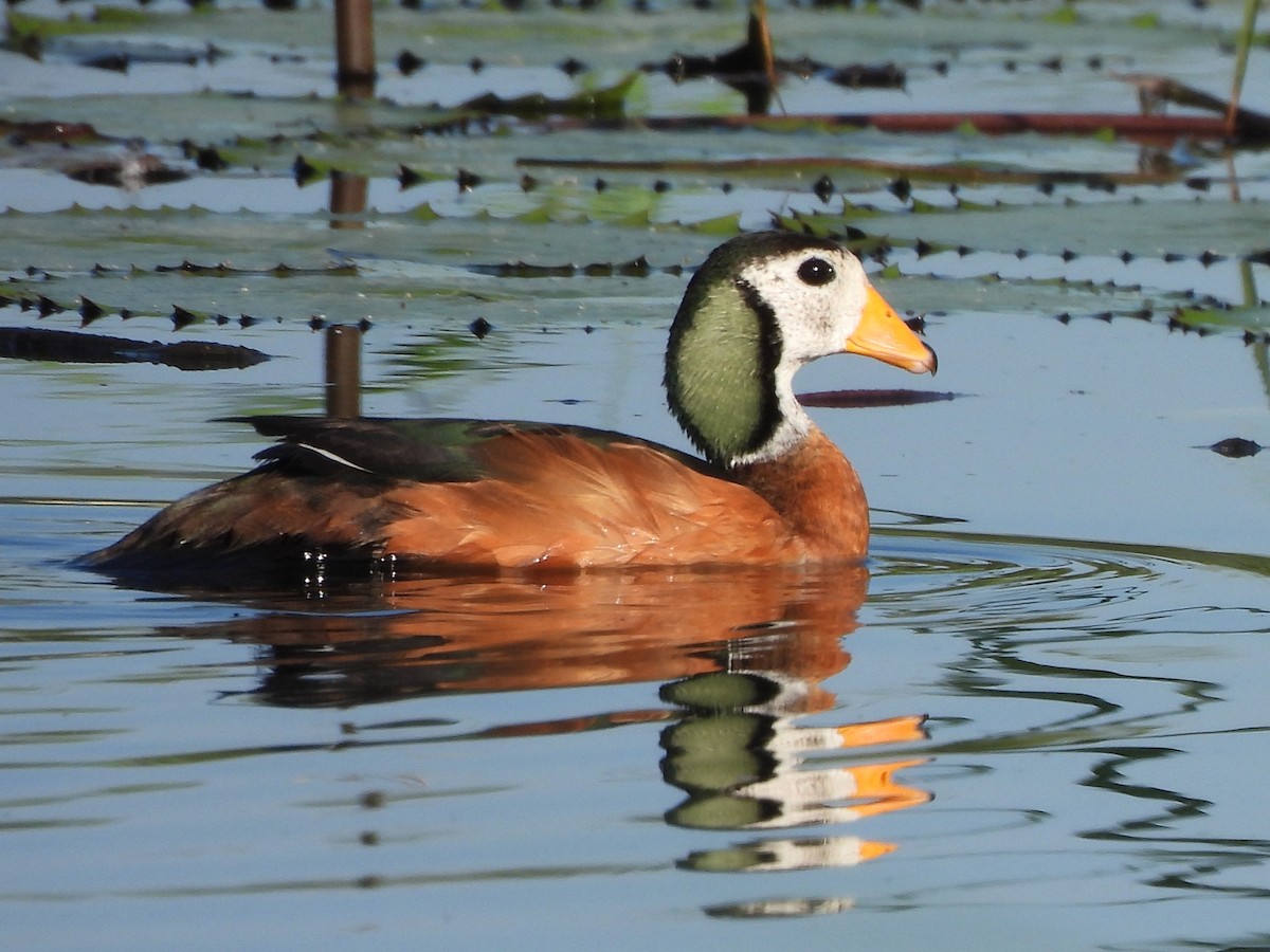 African Pygmy-Goose - Stephen Taylor