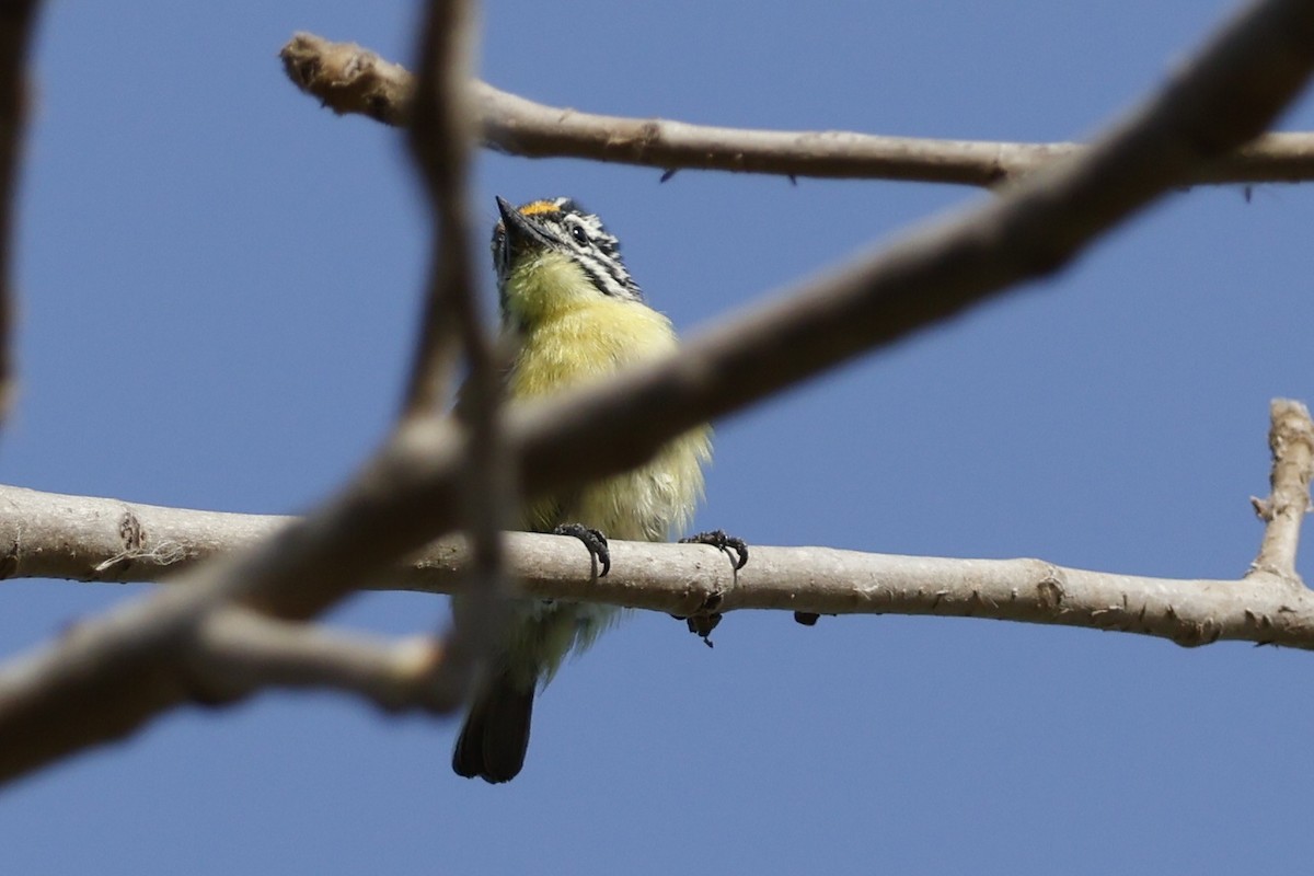 Yellow-fronted Tinkerbird - Mathieu Soetens