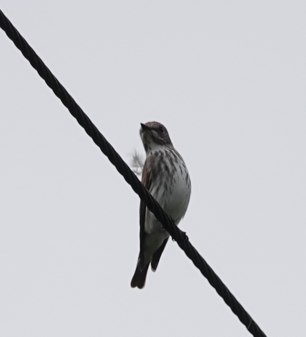 Gray-streaked Flycatcher - Chao-Ju Su