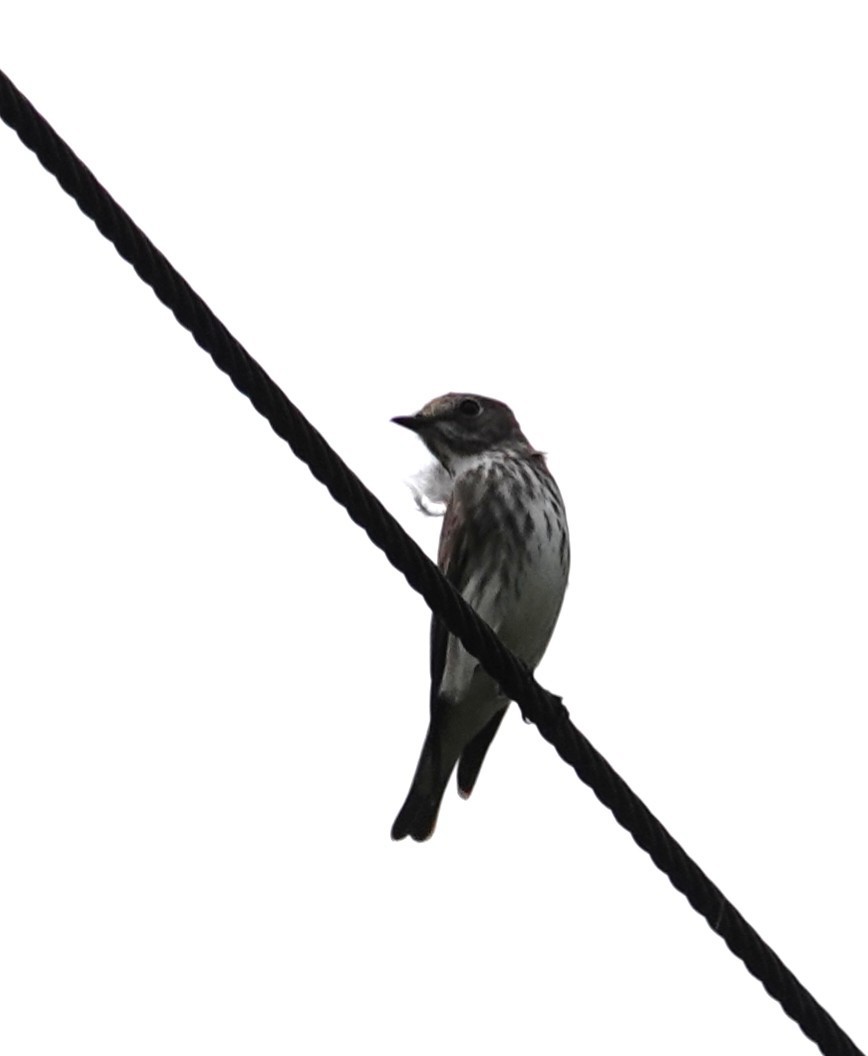 Gray-streaked Flycatcher - Chao-Ju Su