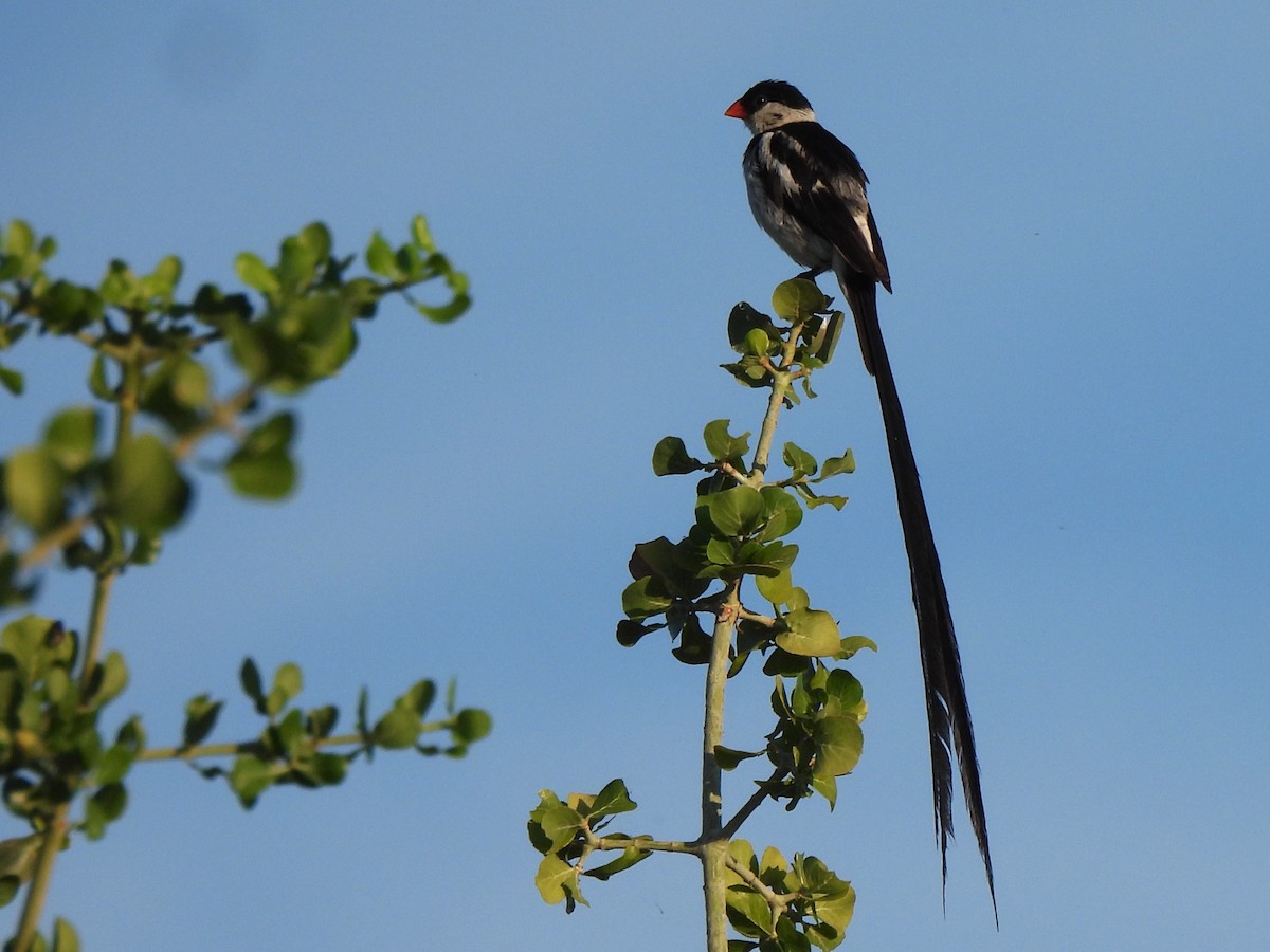 Pin-tailed Whydah - ML618011594