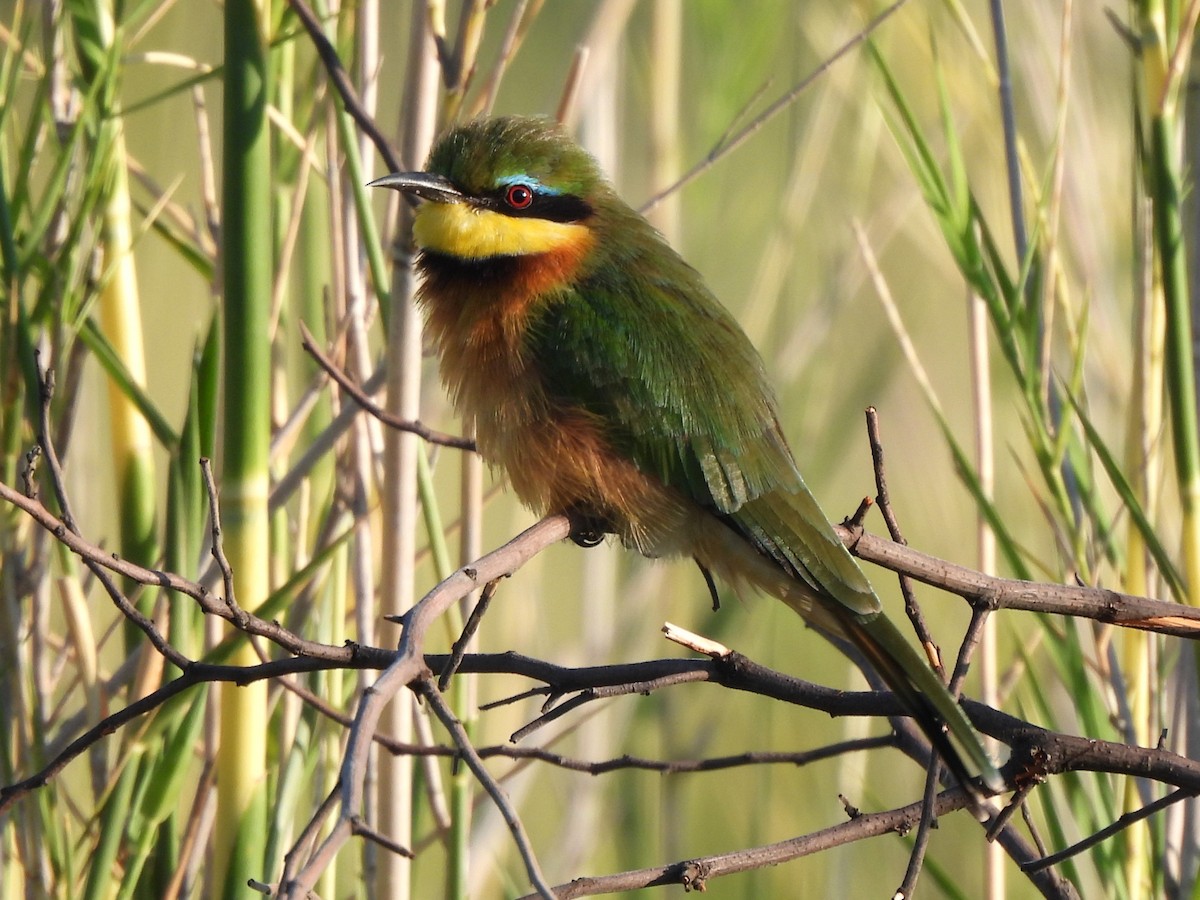 Little Bee-eater - Stephen Taylor