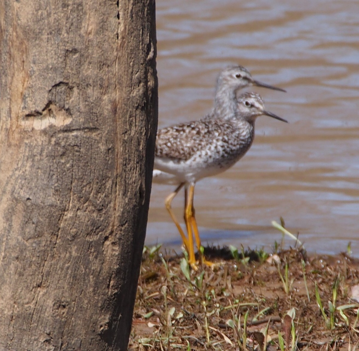 eBird Checklist 26 Apr 2024 Curwensville Dam Rec Area 30 species