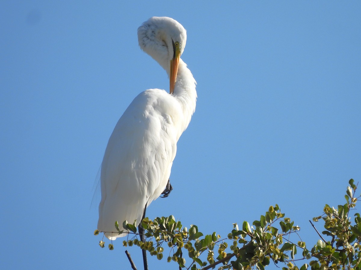 Great Egret (African) - ML618011655
