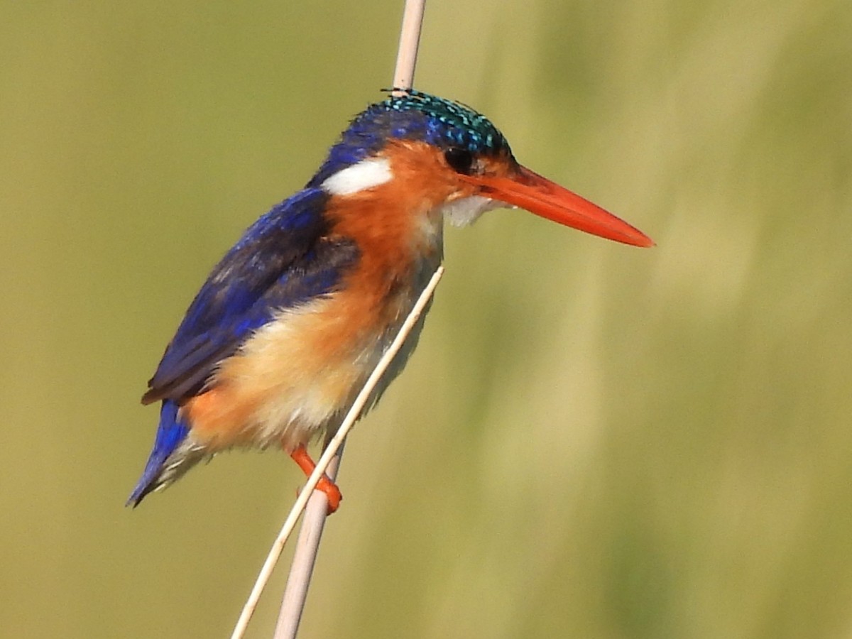 Malachite Kingfisher - Stephen Taylor