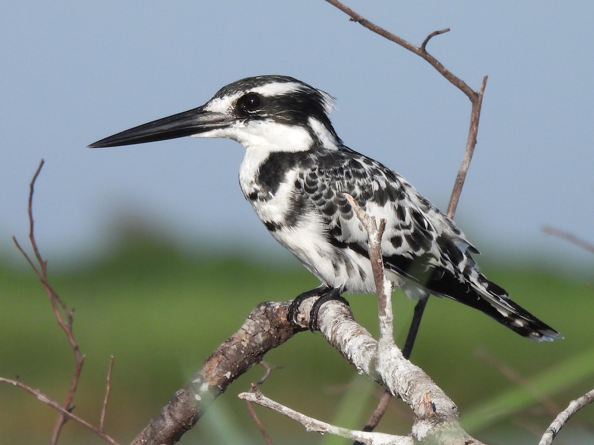 Pied Kingfisher - Stephen Taylor
