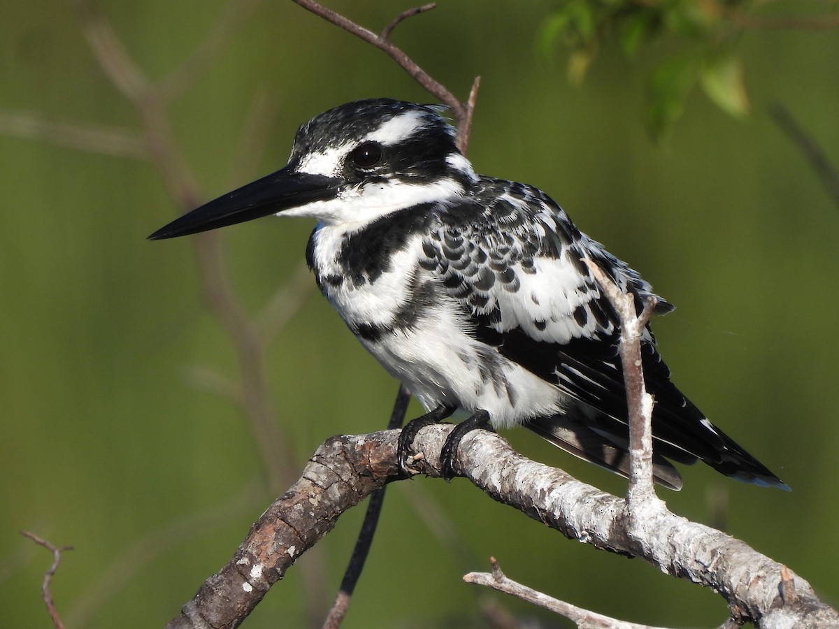 Pied Kingfisher - Stephen Taylor