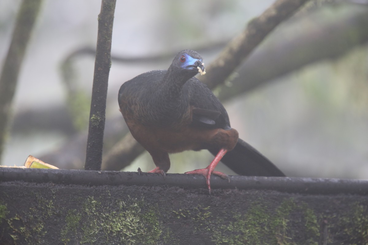 Sickle-winged Guan - ML618011672