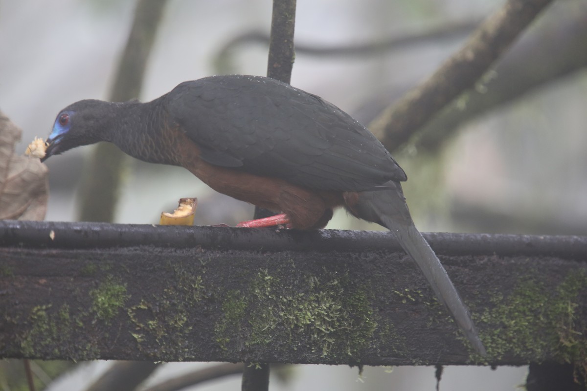 Sickle-winged Guan - ML618011673