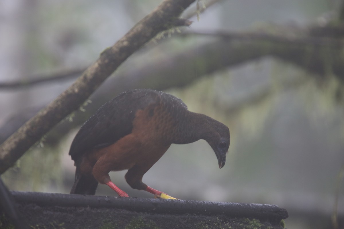Sickle-winged Guan - ML618011674