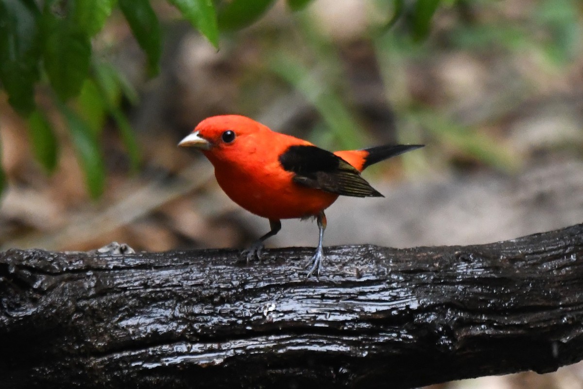Scarlet Tanager - ML618011712