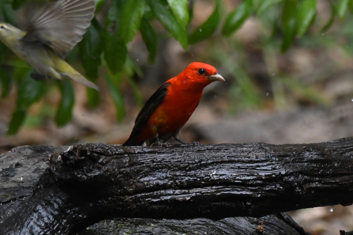 Scarlet Tanager - ML618011713