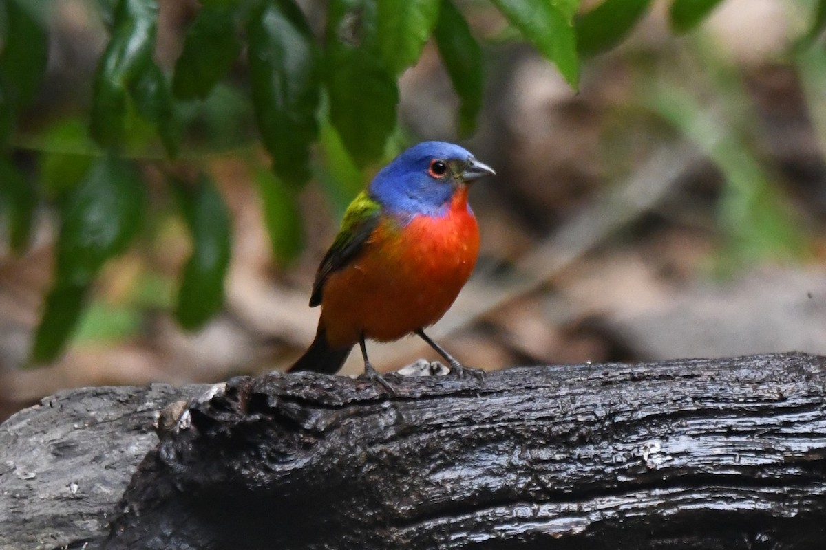 Painted Bunting - ML618011716