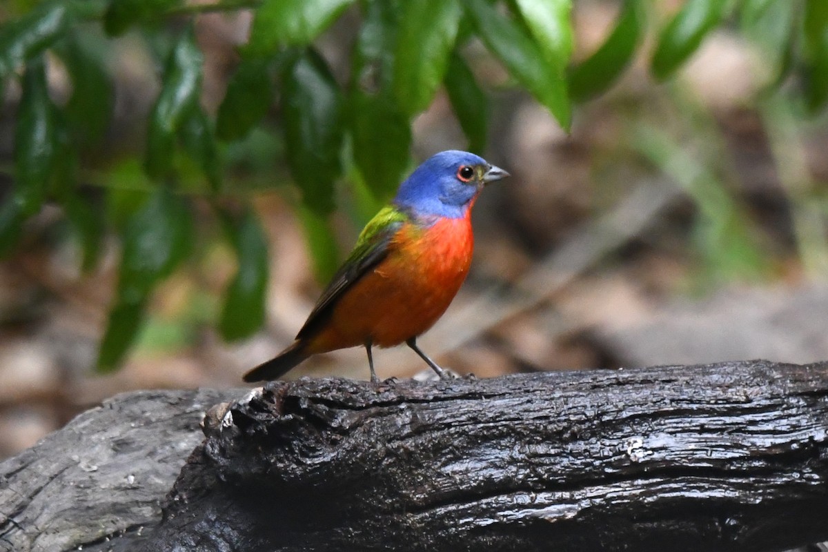 Painted Bunting - ML618011717