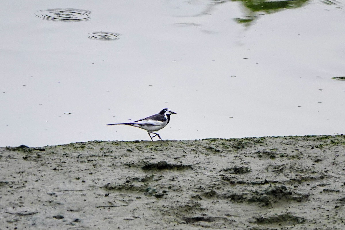 White Wagtail (Black-backed) - ML618011719