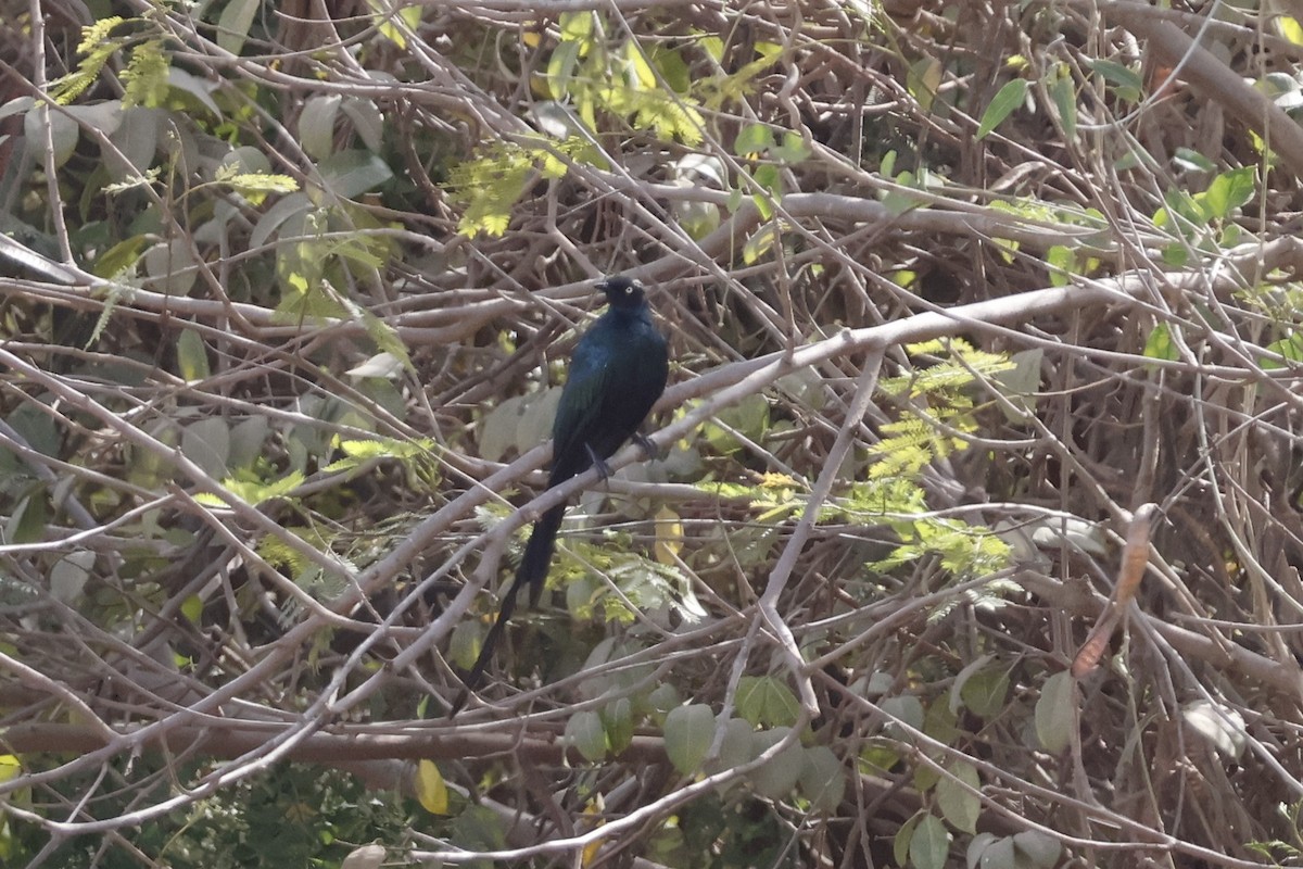 Long-tailed Glossy Starling - ML618011724