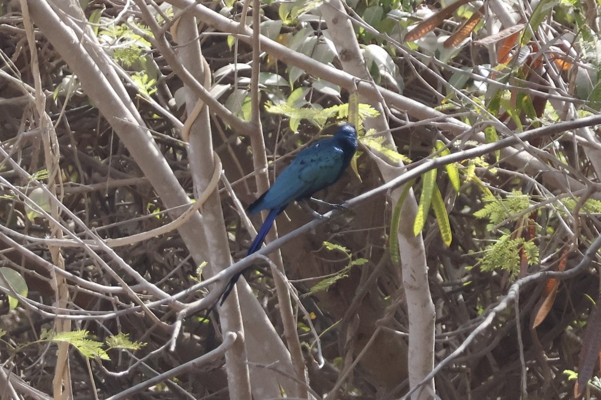 Long-tailed Glossy Starling - ML618011725