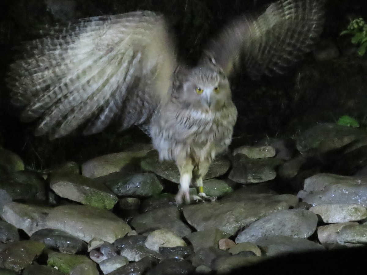Blakiston's Fish-Owl - ML618011727