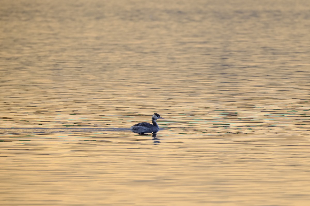 Great Crested Grebe - ML618011772
