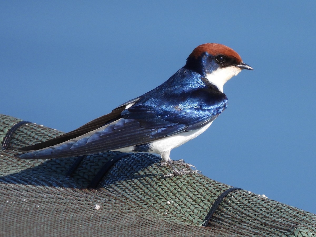 Wire-tailed Swallow - ML618011779