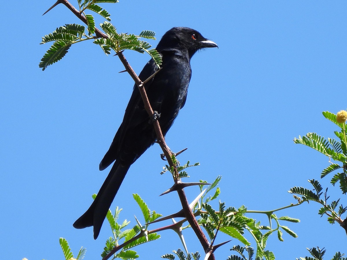 Fork-tailed Drongo - ML618011784