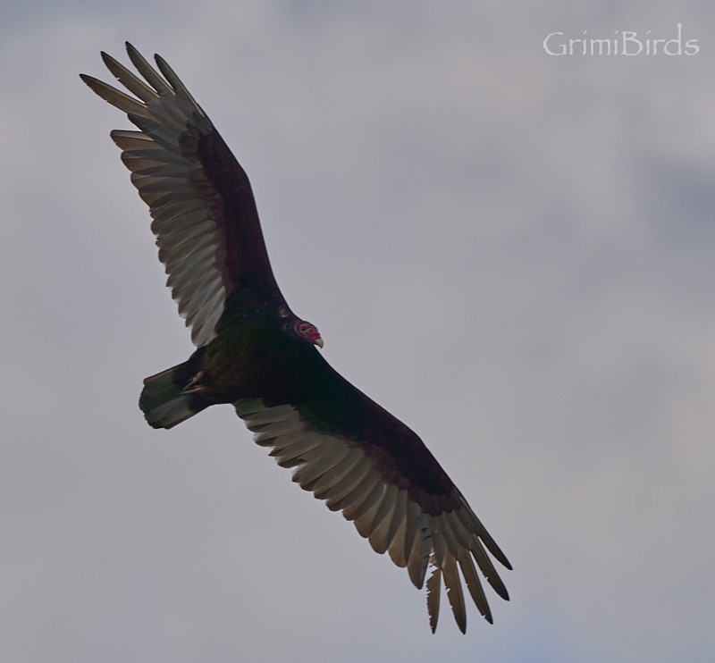 Turkey Vulture - Ramon Grimalt