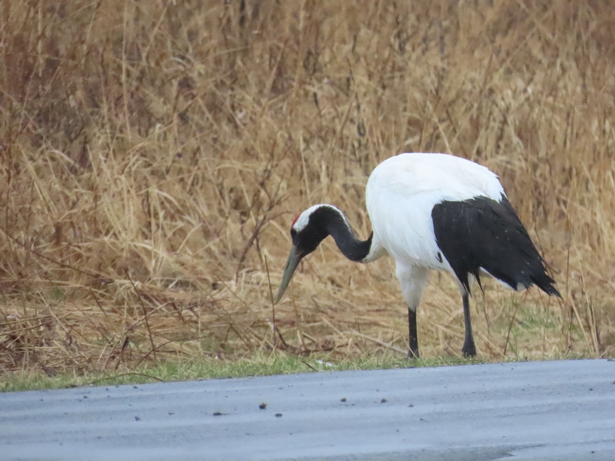 Red-crowned Crane - ML618011790