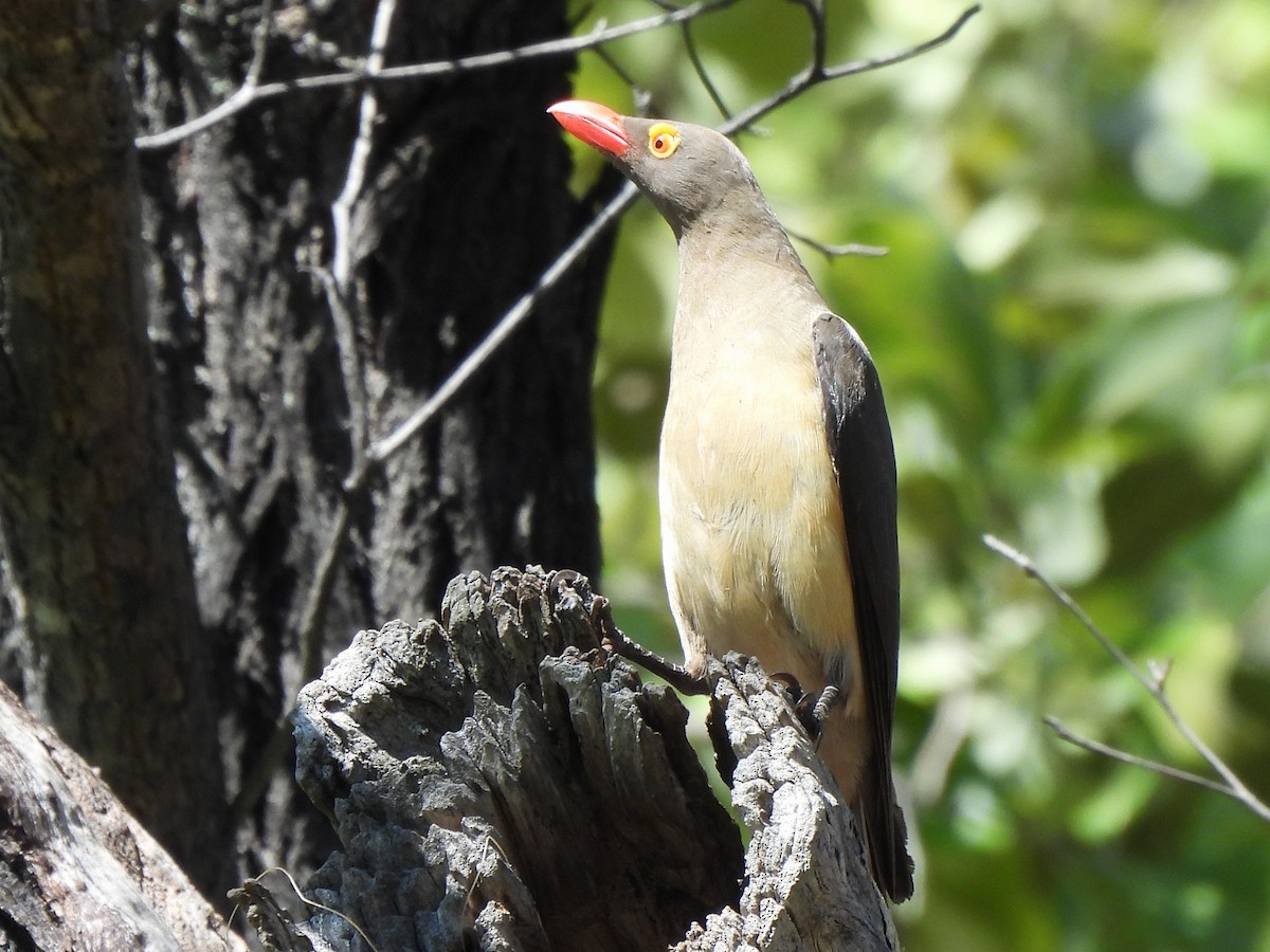 Red-billed Oxpecker - ML618011791