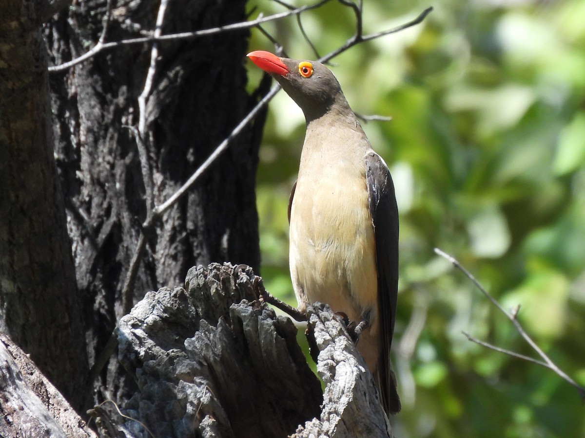 Red-billed Oxpecker - ML618011792