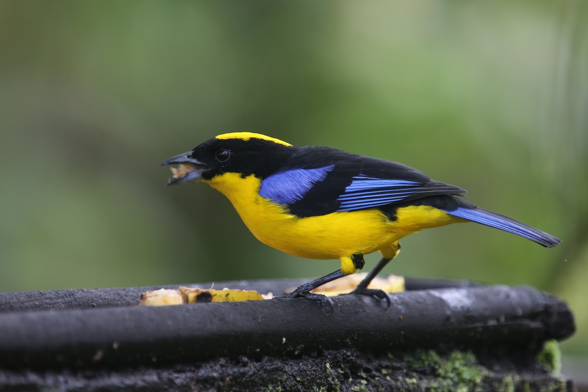 Blue-winged Mountain Tanager (Blue-winged) - ML618011805