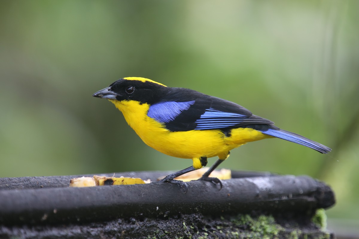 Blue-winged Mountain Tanager (Blue-winged) - Desmond Allen