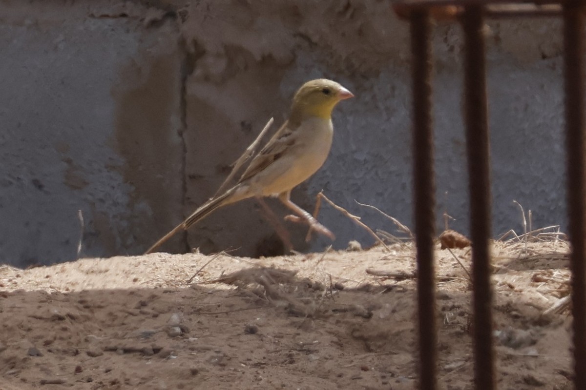 Sudan Golden Sparrow - ML618011807