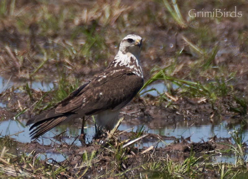 Red-tailed Hawk - Ramon Grimalt