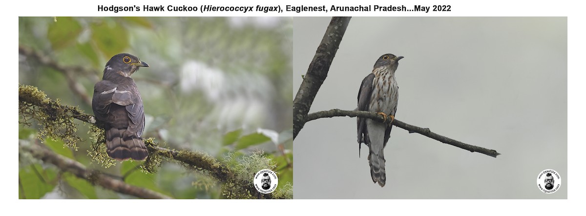 Hodgson's Hawk-Cuckoo - ML618011875