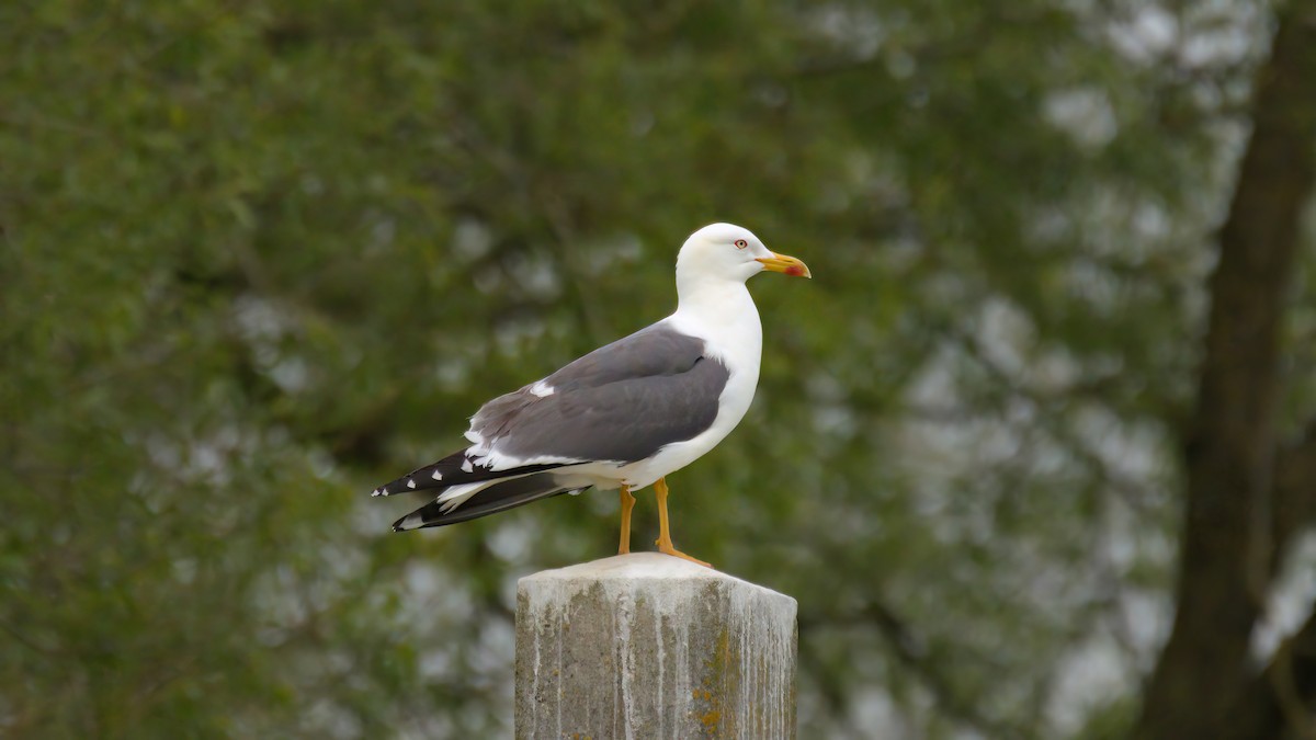 Lesser Black-backed Gull - Angus W