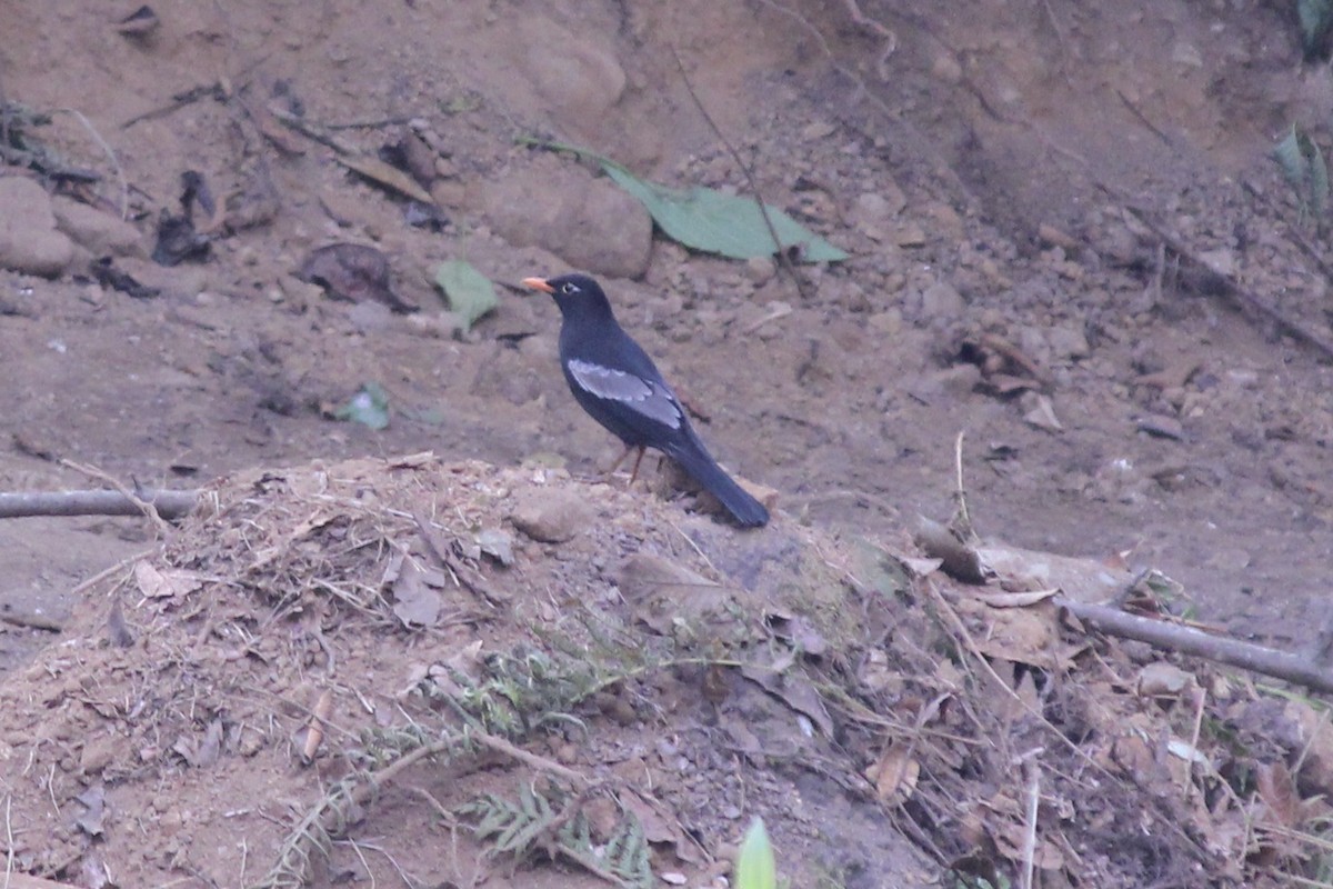 Gray-winged Blackbird - ML618011904