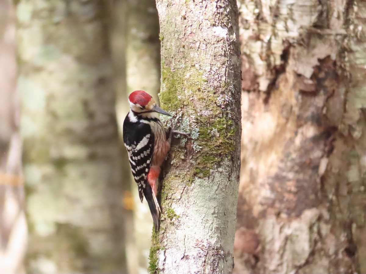 White-backed Woodpecker - Ben Ward