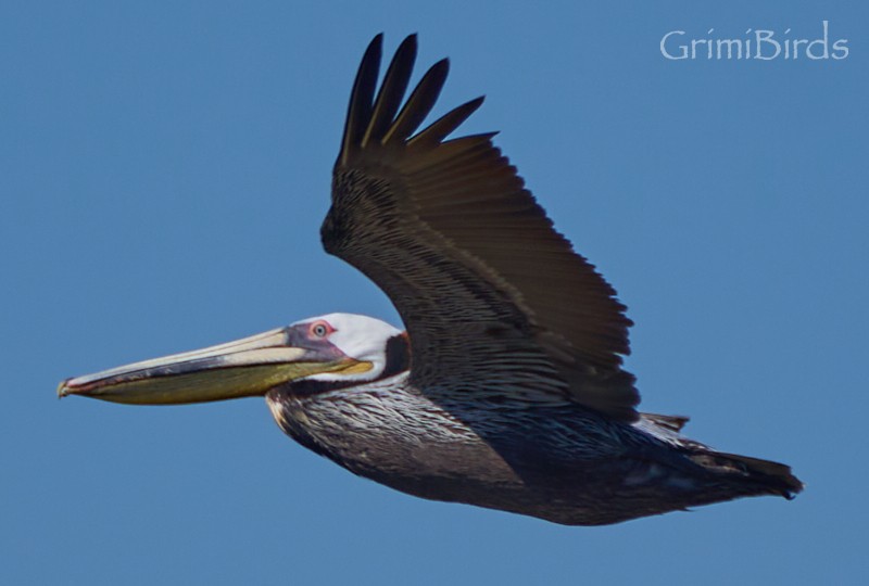 Brown Pelican (Atlantic) - Ramon Grimalt
