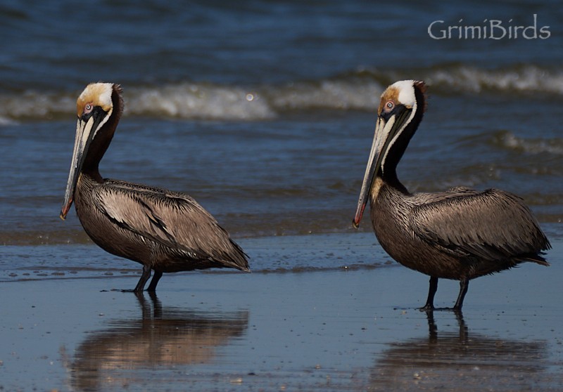 Brown Pelican (Atlantic) - Ramon Grimalt