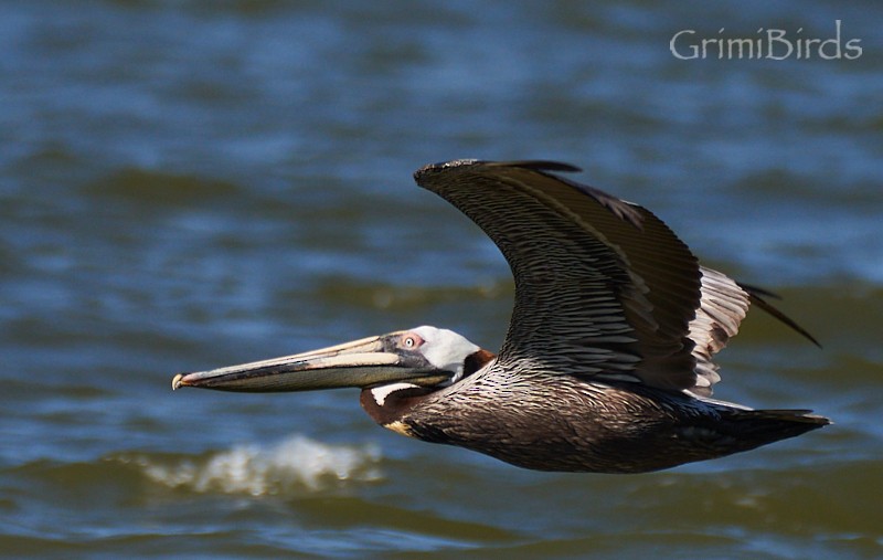 Brown Pelican (Atlantic) - ML618011929