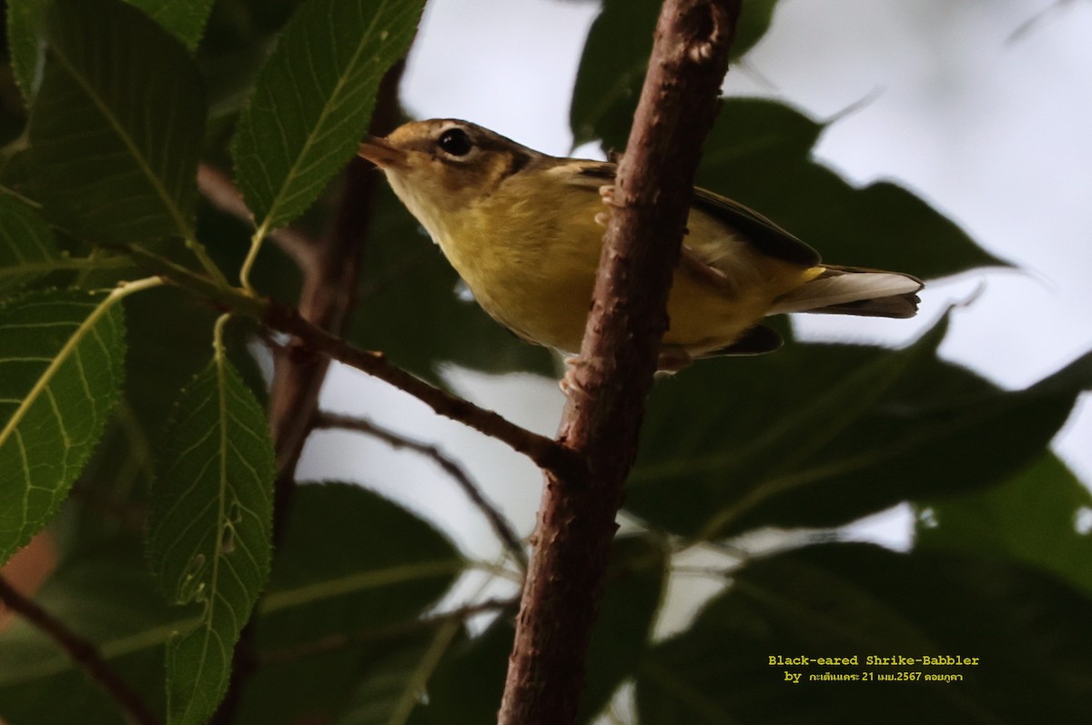 Black-eared Shrike-Babbler - ML618011958