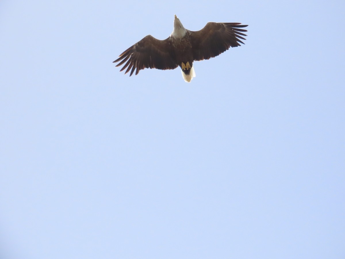 White-tailed Eagle - ML618011972