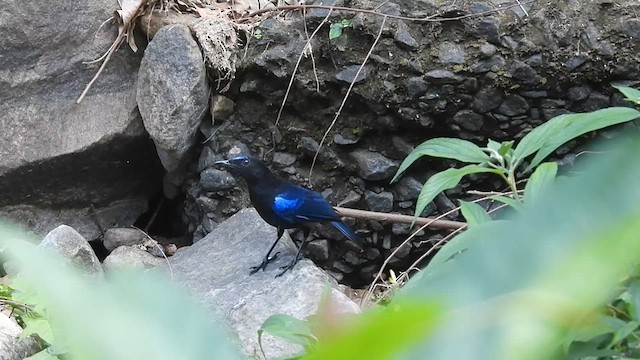 Малабарская синяя птица - ML618011985