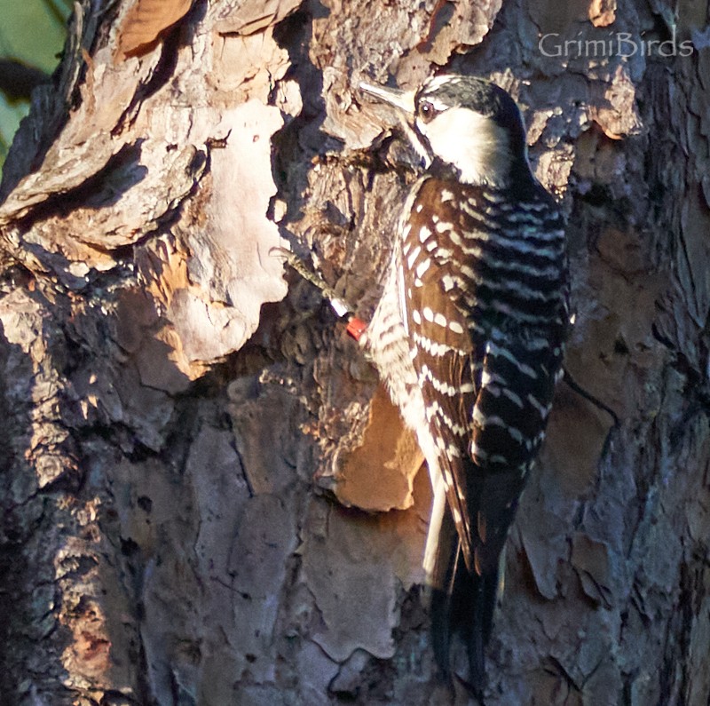 Red-cockaded Woodpecker - Ramon Grimalt