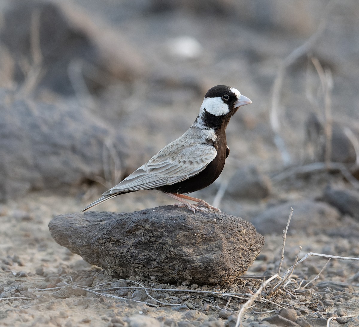 Black-crowned Sparrow-Lark - ML618012040
