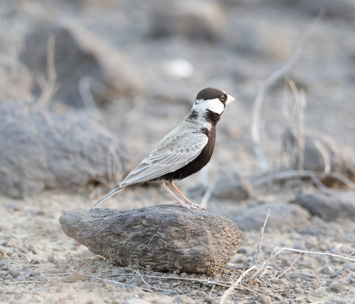 Black-crowned Sparrow-Lark - ML618012041