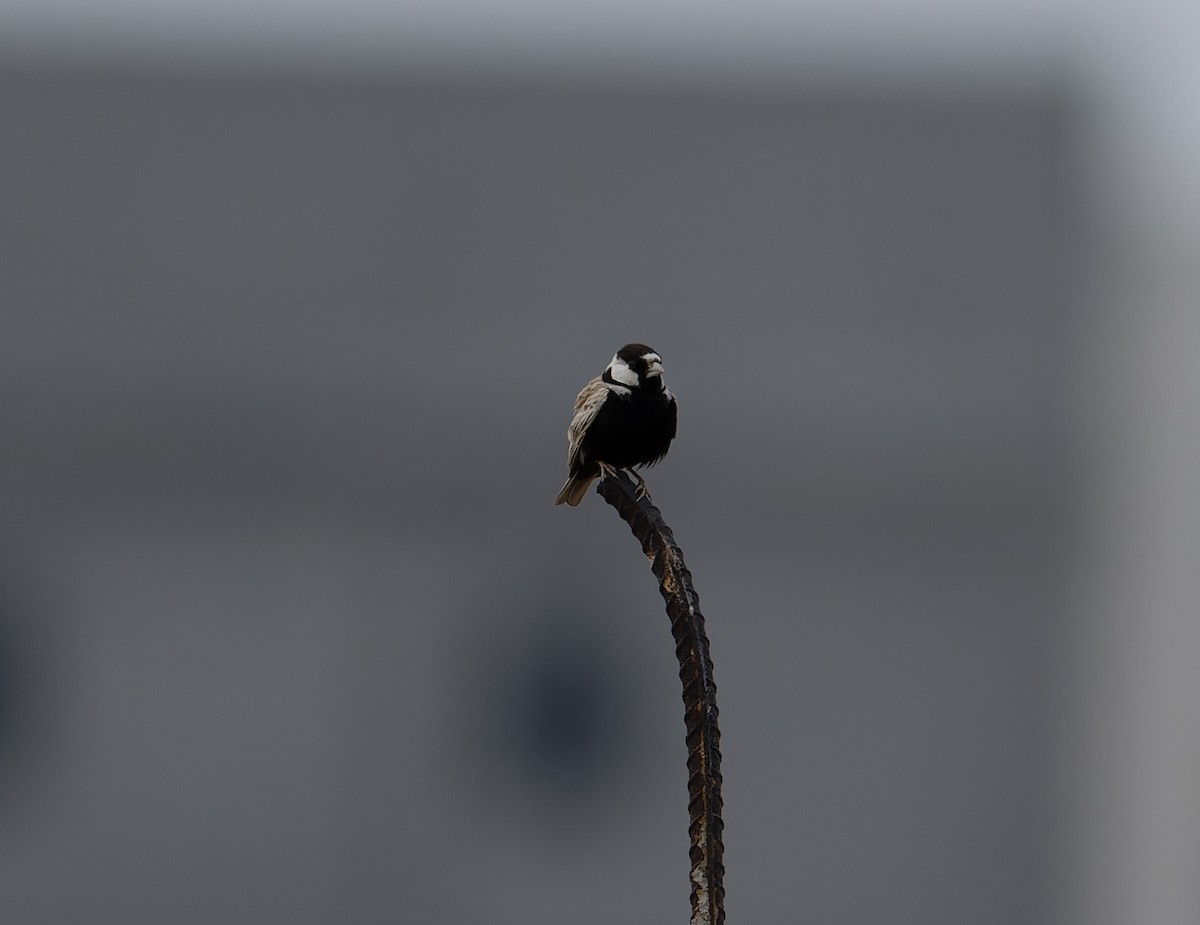 Black-crowned Sparrow-Lark - ML618012043