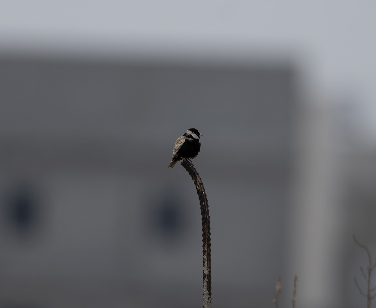 Black-crowned Sparrow-Lark - David Darrell-Lambert